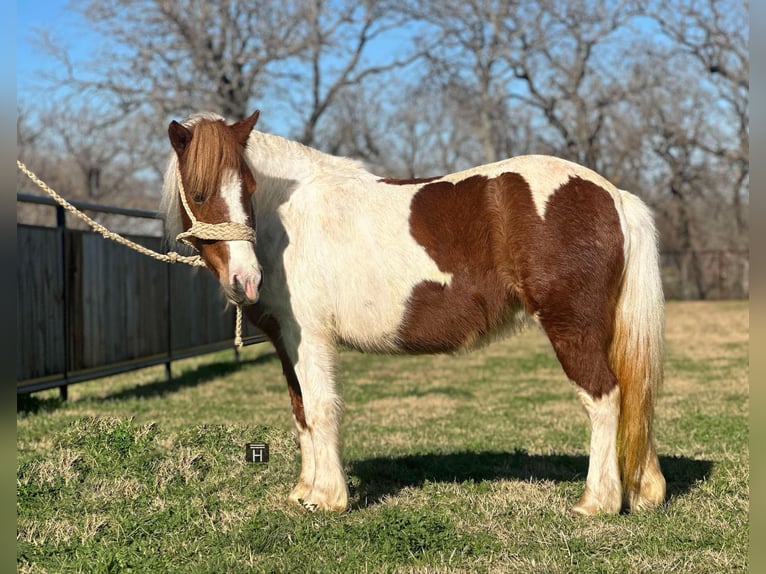 American Quarter Horse Castrone 5 Anni 107 cm Tobiano-tutti i colori in Jacksboro TX