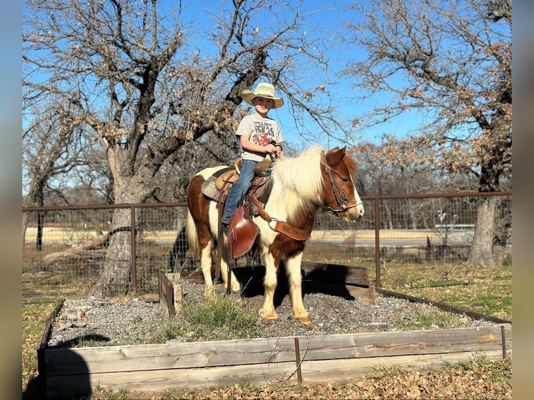 American Quarter Horse Castrone 5 Anni 107 cm Tobiano-tutti i colori in Jacksboro TX