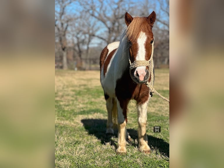 American Quarter Horse Castrone 5 Anni 107 cm Tobiano-tutti i colori in Jacksboro TX