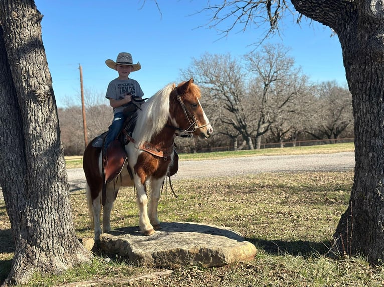 American Quarter Horse Castrone 5 Anni 107 cm Tobiano-tutti i colori in Jacksboro TX