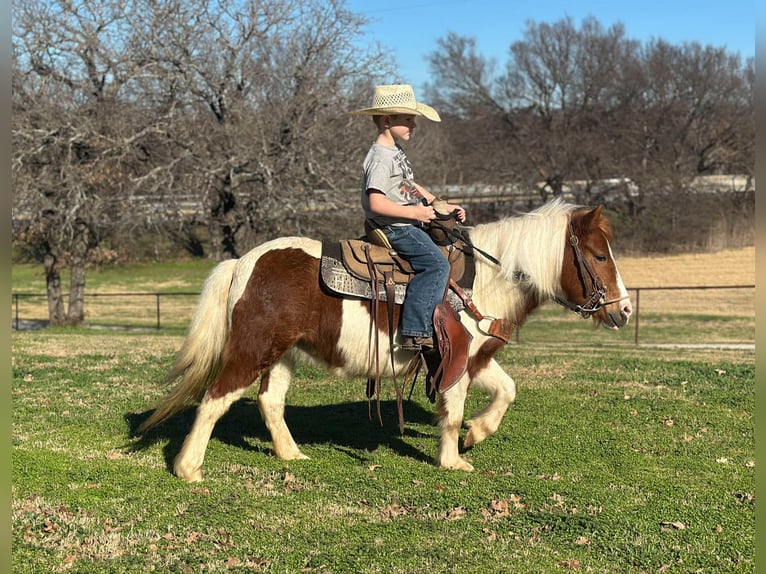 American Quarter Horse Castrone 5 Anni 107 cm Tobiano-tutti i colori in Jacksboro TX