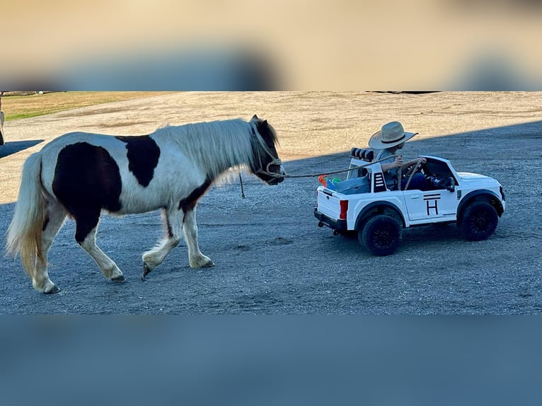 American Quarter Horse Castrone 5 Anni 107 cm Tobiano-tutti i colori in Jacksboro TX