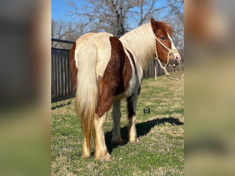 American Quarter Horse Castrone 5 Anni 107 cm Tobiano-tutti i colori in Jacksboro TX