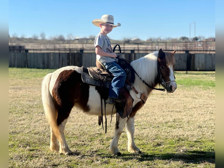 American Quarter Horse Castrone 5 Anni 107 cm Tobiano-tutti i colori in Jacksboro TX