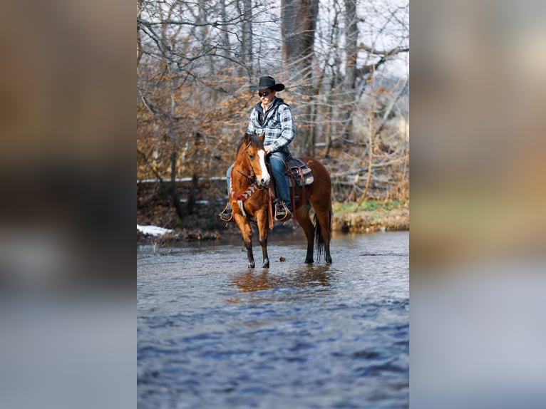 American Quarter Horse Castrone 5 Anni 130 cm Baio ciliegia in Santa Fe TN