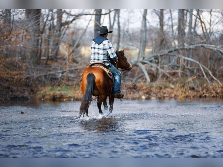 American Quarter Horse Castrone 5 Anni 130 cm Baio ciliegia in Santa Fe TN