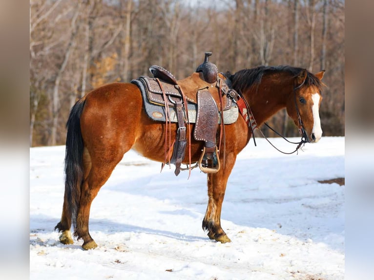 American Quarter Horse Castrone 5 Anni 130 cm Baio ciliegia in Santa Fe TN