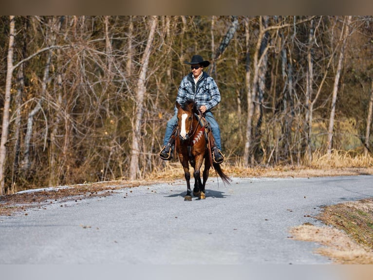 American Quarter Horse Castrone 5 Anni 130 cm Baio ciliegia in Santa Fe TN