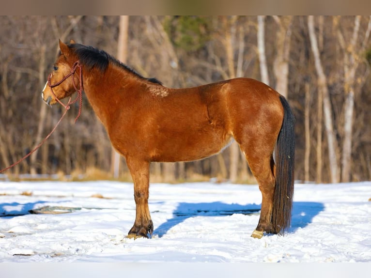 American Quarter Horse Castrone 5 Anni 130 cm Baio ciliegia in Santa Fe TN