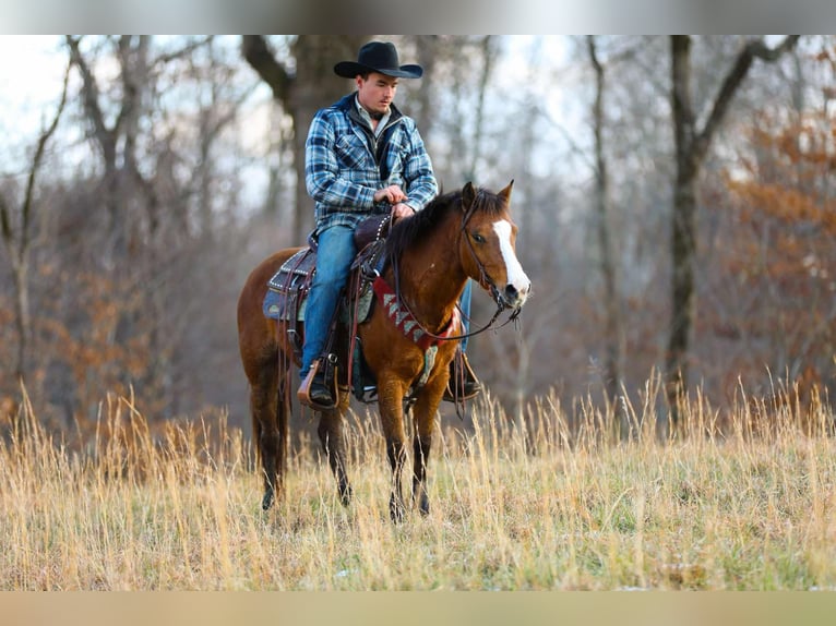 American Quarter Horse Castrone 5 Anni 130 cm Baio ciliegia in Santa Fe TN