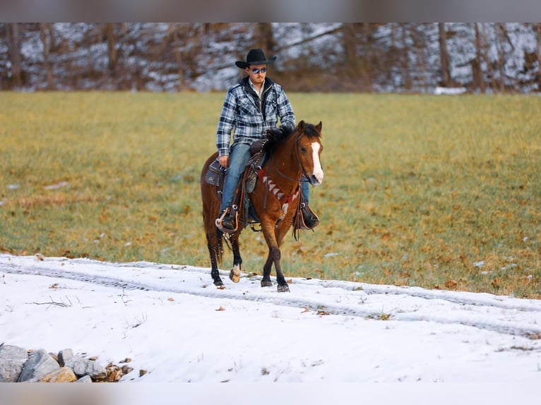 American Quarter Horse Castrone 5 Anni 130 cm Baio ciliegia in Santa Fe TN