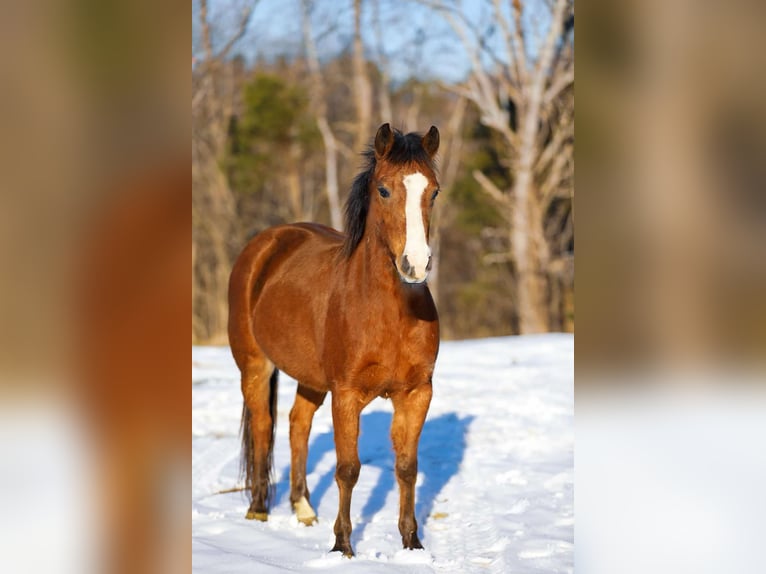 American Quarter Horse Castrone 5 Anni 130 cm Baio ciliegia in Santa Fe TN