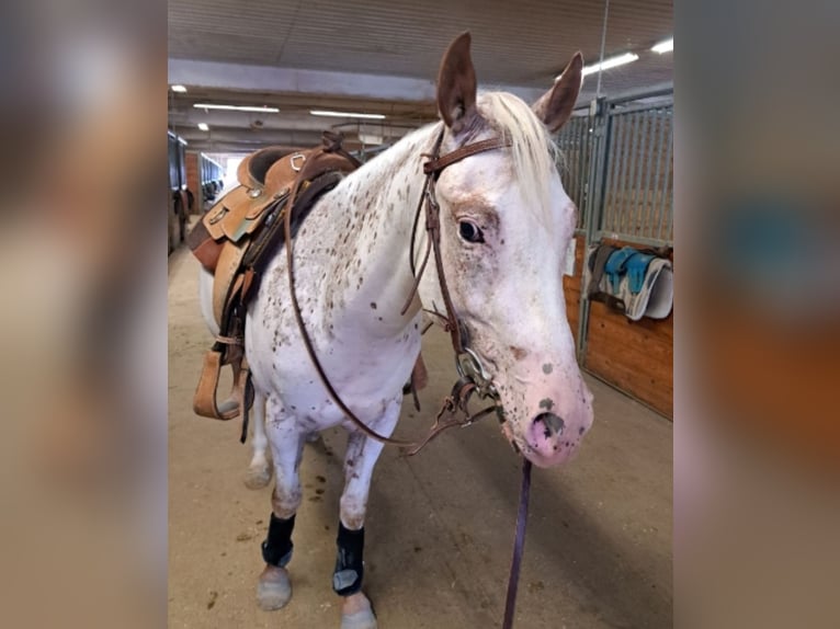 American Quarter Horse Castrone 5 Anni 132 cm Sauro scuro in Spencerville IN