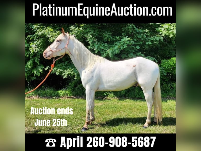 American Quarter Horse Castrone 5 Anni 132 cm Sauro scuro in Spencerville IN