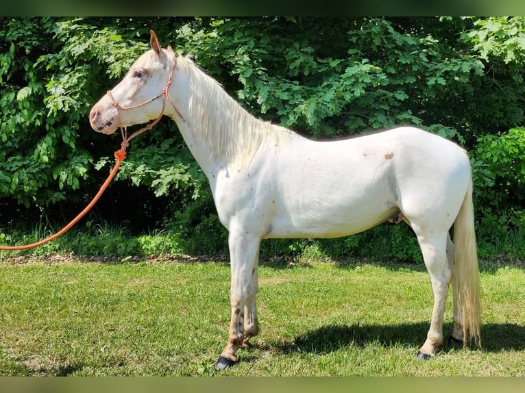 American Quarter Horse Castrone 5 Anni 132 cm Sauro scuro in Spencerville IN