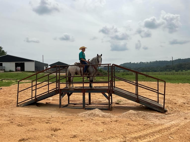 American Quarter Horse Castrone 5 Anni 135 cm Roano blu in Cave City KY