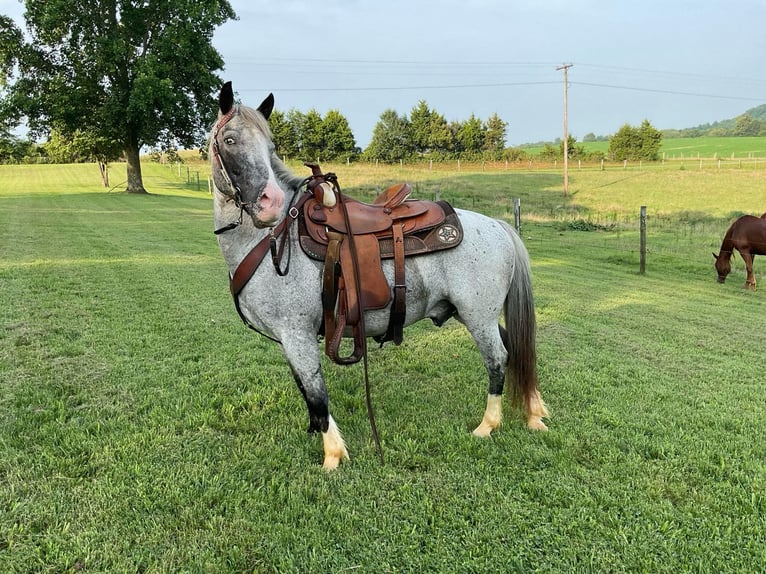 American Quarter Horse Castrone 5 Anni 135 cm Roano blu in Cave City KY