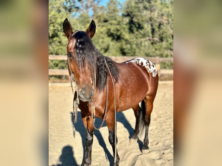 American Quarter Horse Castrone 5 Anni 137 cm Baio ciliegia in Bitterwater CA