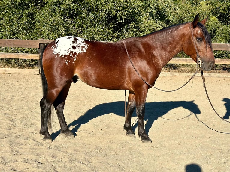 American Quarter Horse Castrone 5 Anni 137 cm Baio ciliegia in Bitterwater CA