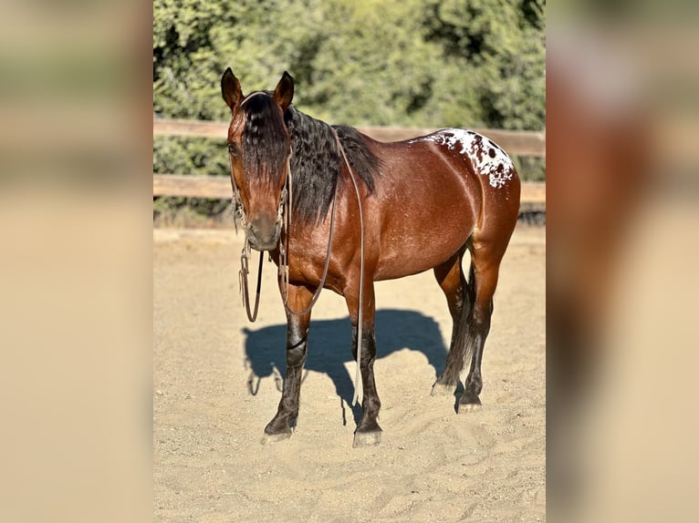 American Quarter Horse Castrone 5 Anni 137 cm Baio ciliegia in Bitterwater CA