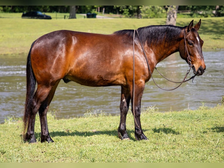 American Quarter Horse Castrone 5 Anni 140 cm Baio ciliegia in Sallisaw OK