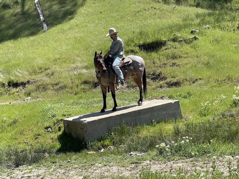 American Quarter Horse Castrone 5 Anni 140 cm Baio roano in Paicines CA