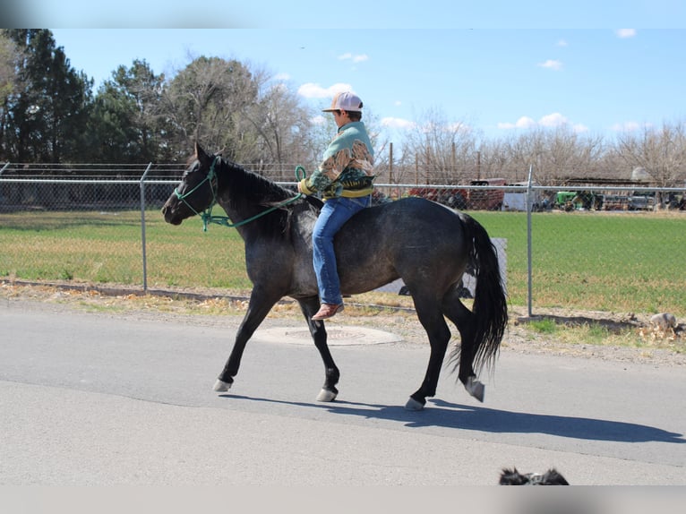 American Quarter Horse Mix Castrone 5 Anni 140 cm Roano blu in El Paso, TX