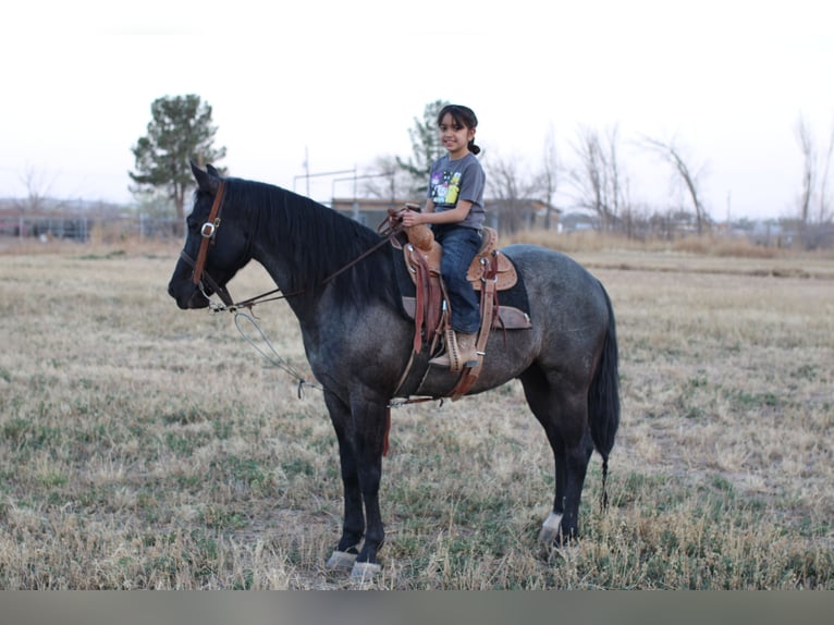 American Quarter Horse Mix Castrone 5 Anni 140 cm Roano blu in El Paso, TX