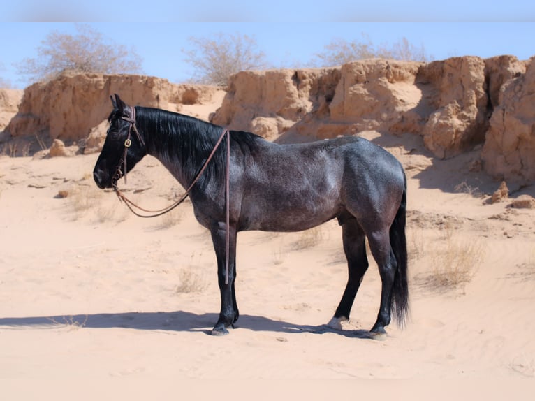 American Quarter Horse Mix Castrone 5 Anni 140 cm Roano blu in El Paso, TX