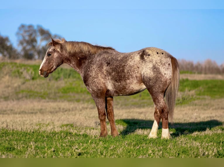 American Quarter Horse Castrone 5 Anni 140 cm Roano rosso in Weatherford TX