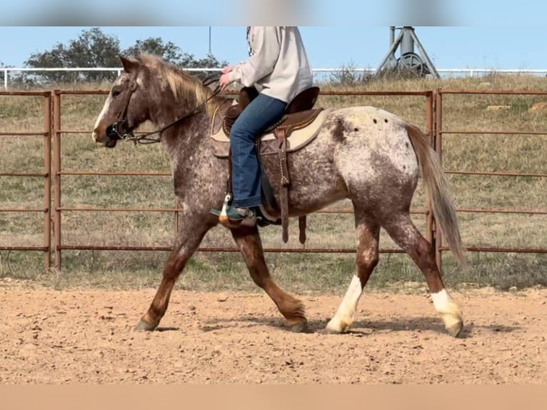 American Quarter Horse Castrone 5 Anni 140 cm Roano rosso in Weatherford TX