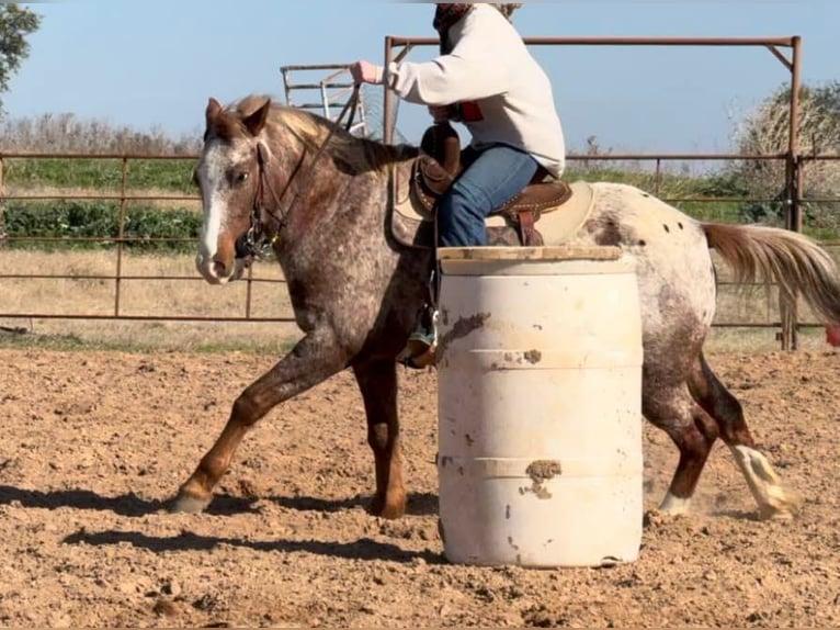 American Quarter Horse Castrone 5 Anni 140 cm Roano rosso in WEATHERFORD, TX