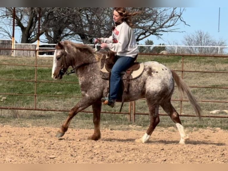 American Quarter Horse Castrone 5 Anni 140 cm Roano rosso in WEATHERFORD, TX