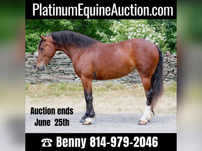 American Quarter Horse Castrone 5 Anni 142 cm Baio ciliegia in Everett PA