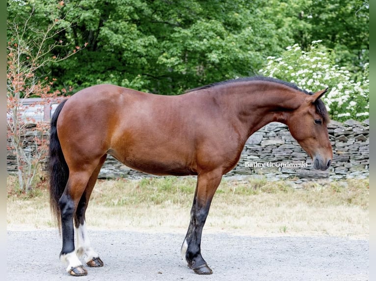 American Quarter Horse Castrone 5 Anni 142 cm Baio ciliegia in Everett PA