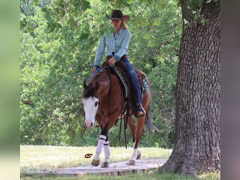 American Quarter Horse Castrone 5 Anni 142 cm Baio ciliegia in Jacksboro, TX