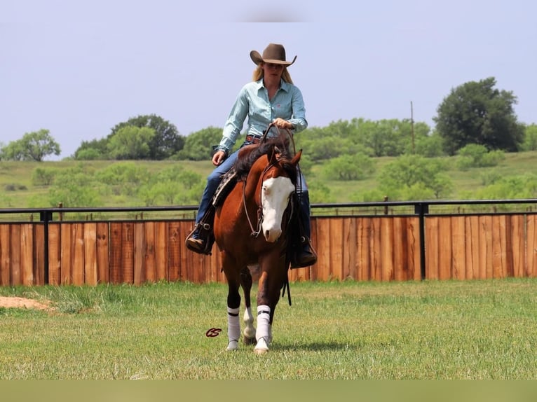 American Quarter Horse Castrone 5 Anni 142 cm Baio ciliegia in Jacksboro, TX