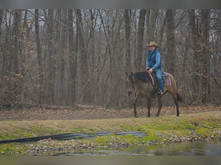 American Quarter Horse Castrone 5 Anni 142 cm Falbo in Fredericksburg, OH