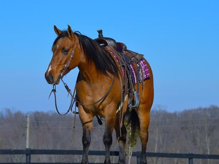 American Quarter Horse Castrone 5 Anni 142 cm Falbo in Fredericksburg, OH
