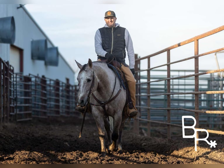 American Quarter Horse Castrone 5 Anni 142 cm Grigio pezzato in Mountain Grove MO