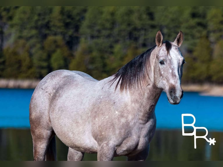 American Quarter Horse Castrone 5 Anni 142 cm Grigio pezzato in Mountain Grove MO