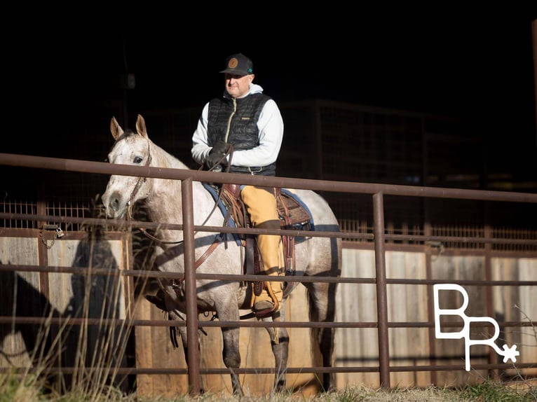 American Quarter Horse Castrone 5 Anni 142 cm Grigio pezzato in Mountain Grove MO