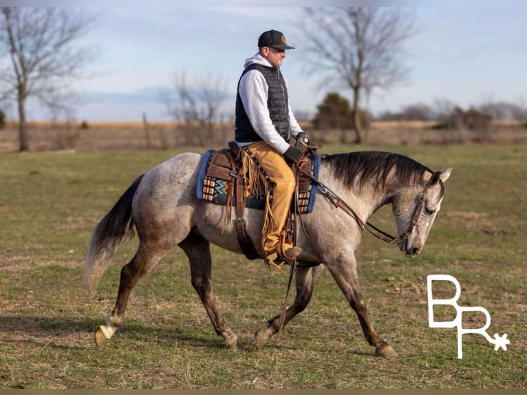 American Quarter Horse Castrone 5 Anni 142 cm Grigio pezzato in Mountain Grove MO