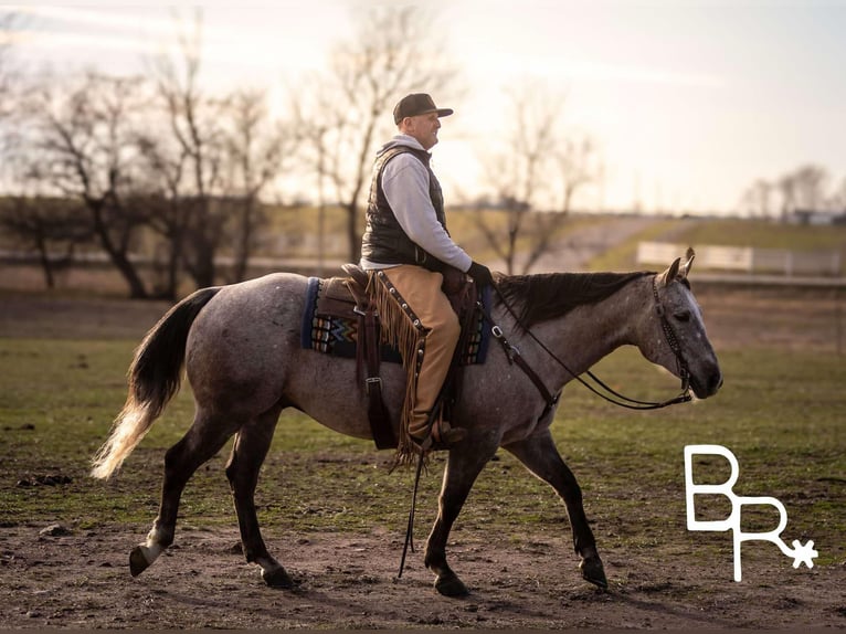 American Quarter Horse Castrone 5 Anni 142 cm Grigio pezzato in Mountain Grove MO