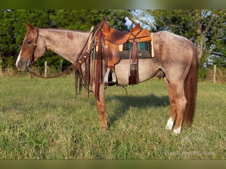 American Quarter Horse Castrone 5 Anni 142 cm in Greensburg, KY