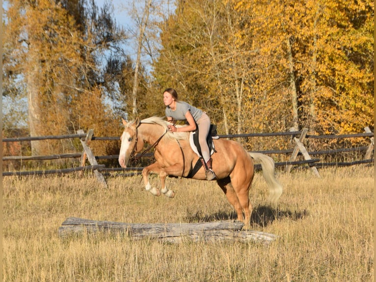 American Quarter Horse Castrone 5 Anni 142 cm Palomino in Bozeman