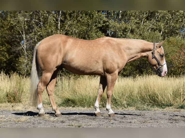 American Quarter Horse Castrone 5 Anni 142 cm Palomino in Bozeman