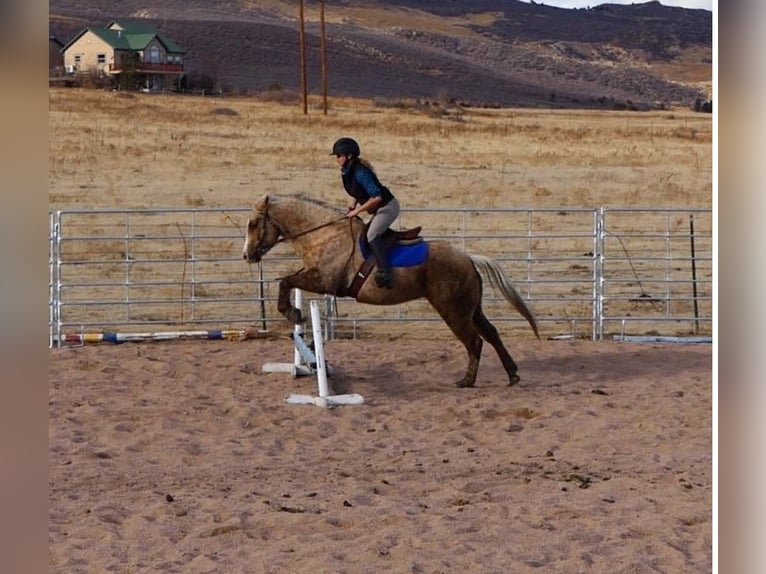 American Quarter Horse Castrone 5 Anni 142 cm Palomino in Laporte, CO