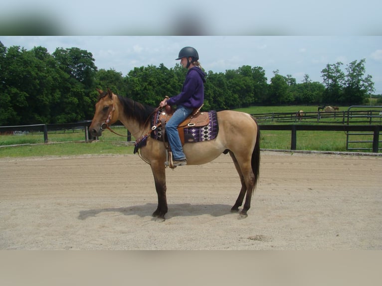 American Quarter Horse Castrone 5 Anni 142 cm Pelle di daino in Lexington Ky