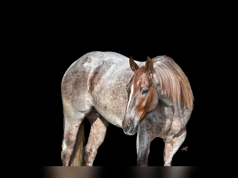 American Quarter Horse Castrone 5 Anni 142 cm Roano rosso in Canistota